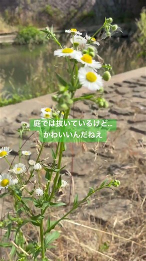 ヒメジョオンin福井#自然 #癒し #花言葉 #景色綺麗 #幸運 #flowers #travel #travel #推し活 #清楚 #素朴#草花 #野草 #河原