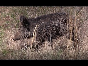 WILD HOG WITH SHOTGUN SLUG AT 10 YARDS!!