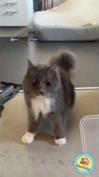 Cats Said “I’m Fine”… They Were NOT 😭🐱 ( funny cat fails ) #funny #shorts #shortvideo #funnypets