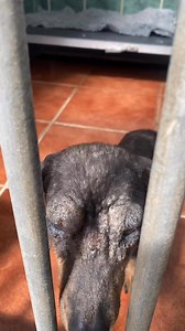 Monaghan county council pound dog reference 151 We don’t know how this tiny dog ended up in this condition, neither do we know where she originated from. Maybe she belongs to someone in Ballybay ( where she was found) or maybe she was left there by someone. Whatever her previous story she has now received appropriate vet care and is being cared for until she leaves . If anyone has any information regarding her or her owner we can be contacted on 0879634121 . | Carrick Dog Shelter