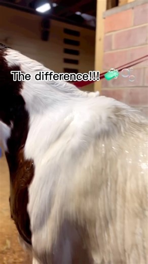 Trying BioMane’s grooming products for the first time! 💦🧼🫧 #horses #grooming #wash #equine #shampoo #conditioner | BioMane Products