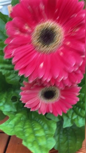 Beautiful Gerbera Daisy Flower Collection
