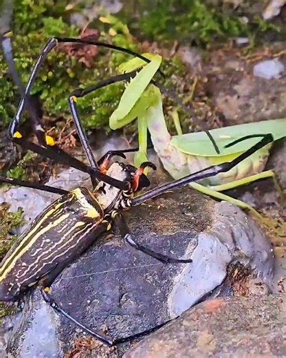 Predators Collide: Spider vs Mantis Fight in Nature