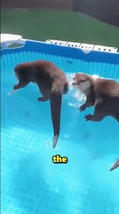 This Otter Jumped Into A Frozen Pool 😮