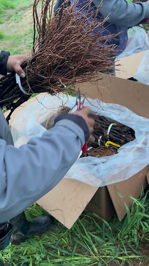 35K views · 159 reactions | Preparandos para plantar 2024 | Martínez Farming | Facebook