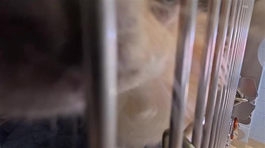 Texas Agriculture Commissioner Sid Miller today announced the creation of the Texas Agriculture Hall of Fame, a new statewide honor celebrating the men and women whose grit, innovation, and leadership have made Texas agriculture the strongest in the nation. “Texas agriculture didn’t become number one by accident,” Commissioner Miller said. “It was built by generations of farmers, ranchers, researchers, educators, and industry leaders who devoted their lives to feeding and clothing this country—a