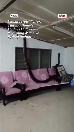 Unexpected Visitor: Taiping Home's Ceiling Collapses, Revealing Massive Python Inside!