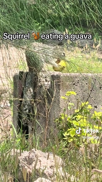 #squirell eating a guava