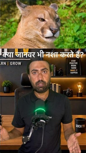 Do animals also take drugs?