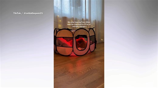 Owners try red light therapy on their dogs, but does it do anything?