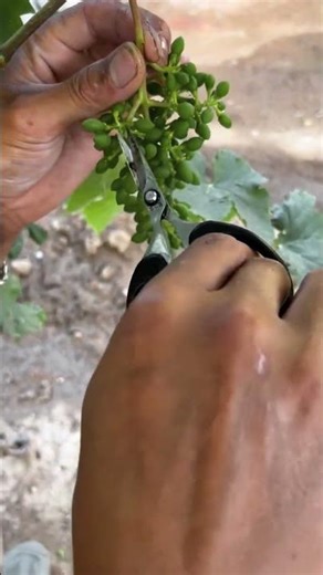 Grape Cluster Thinning: Pruning Young Grapes for Better Quality #garden #growfit