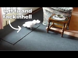 Funniest Cursing Birds Compilation 2