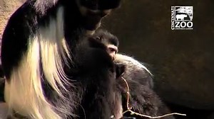 39K views · 247 shares | Our baby black and white colobus monkey is...