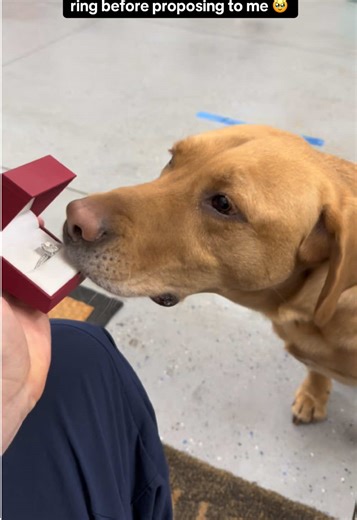 Engagement Ring Reveal with Our Dog