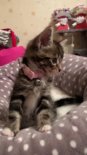 Adorable Tabby Kittens - Beautiful Felines to Brighten Your Day