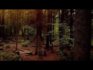 Coquí Nocturno | Sonidos Naturales para Dormir