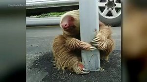 787K views · 3.4K shares | This little sloth got stuck trying to cross the road! | BuzzFeed | Facebook