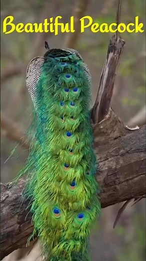 The Incredible Birds of India