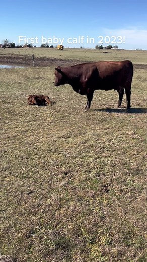 #beefmastercattle #beefmasters #ranchlife #ranchtok #agtok #agritulture #cattle #texascattle #newbaby #babycalf