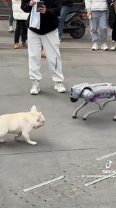 71K views · 237 reactions |  Batalla Épica: Perro vs. El Futuro 烙...