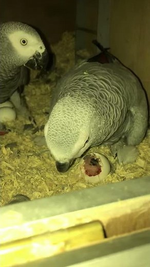 African grey parrot egg hatching 🐣
