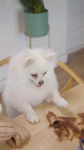 Nico: please call me the Smartest Dog! #SmartNico #cute #doglover #Nico #fyp #funny