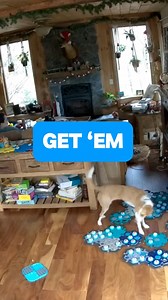 21K views · 418 reactions | Parker and @wild.wild.westley ‘s relationship has been evolving over the past couple of weeks. She was definitely interested in what he was up to outside at the cabin. Shed definitely seen us try to avoid letting him out (he’s on a harness and leash here), and she also knows he’s out there watching birds. She also started using get em like CHASE. We have a few ideas about exactly what she meant here, what do you think? | Puppy Parker Posey | Facebook