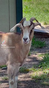 42 reactions · 6 comments | Fawn's recent trip to the vet made it so clear how bonded she and her family still are, no matter how old her children get. | Full Circle Farm Sanctuary | Facebook
