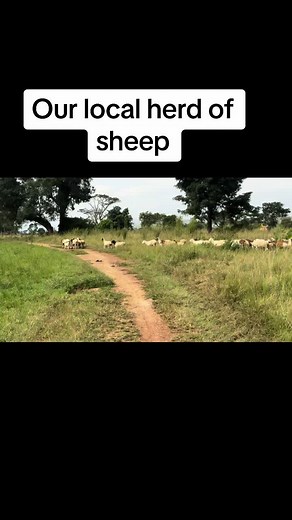 Cross Breeding Dorper Rams for Improved Sheep Breeds