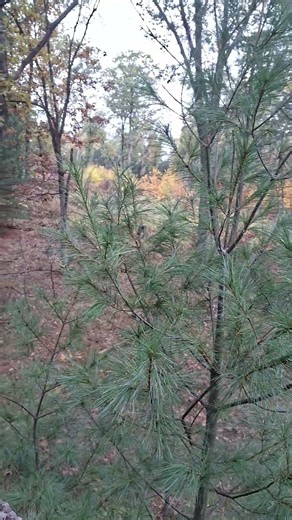 Deer 🦌 Season #hunting #bowhunting