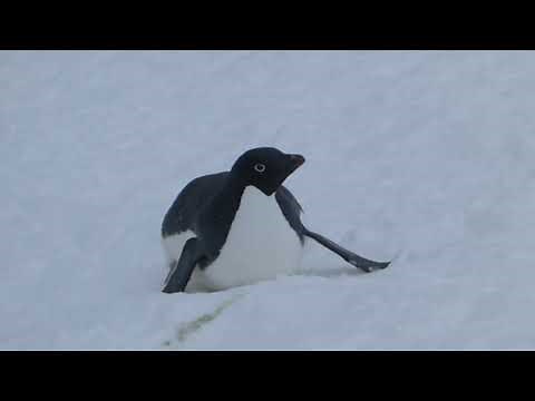 Pingwiny białookie (p. Adeli, p. antarktyczny) jeżdżą po śniegu na brzuchach /penguins belly skating