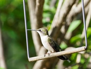 Do Hummingbird Swings Really Attract Hummingbirds To Your Yard?