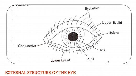 EYE STRUCTURE & FUNCTION [CSEC HSB]