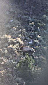 260K views · 5.1K reactions | The sweet sounds of September… #bugle #soundon #elkhunting #elk #bowhunting | Wild Born Outdoors | Facebook