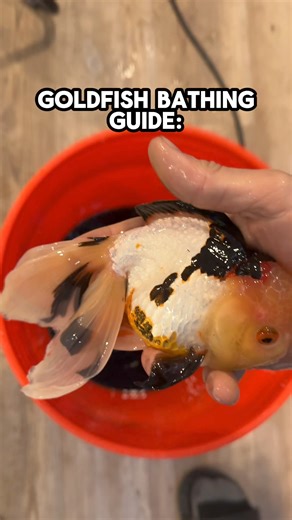1.5M views · 10K reactions | Heres a step by step guide on giving your goelfish a bath. Methylene blue salt baths are my go to for prevention and treatment of a wide variety of goldfish diseases or problems. Please understand that I am not a vet, this is not veterinary advice, please do your own research. #fish #goldfish #aquarium #oranda #methyleneblue | Luke’s Goldies | Facebook