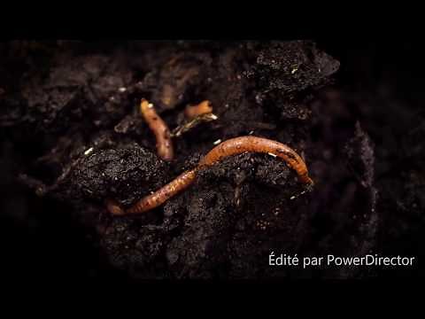 relaxing music for stress: amazing earth worm world meditation HD