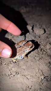 86K views · 322 reactions | Funny frogs to laugh - frog small jump fast funny - funny frog video #toad #frog #froggy #animals #catching #funny #fun #catching #jumping #wildpeopleonfood #animalfrogsurvival | Frog Prince | Facebook