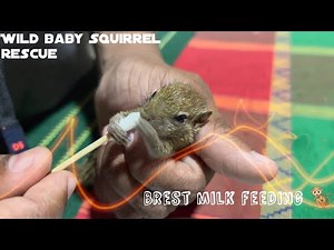 Baby squirrel 🐿 brest milk feeding ❤️
