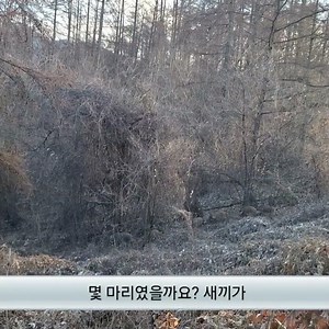 260101 주월산 멧돼지 8마리 #주월산 #멧돼지 #야생동물 #괴산군청