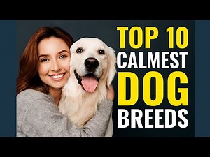 Top 10 Calmest Dog Breeds That Are Perfect for Peaceful Homes