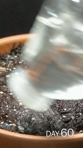 Allium bulb growing time lapse