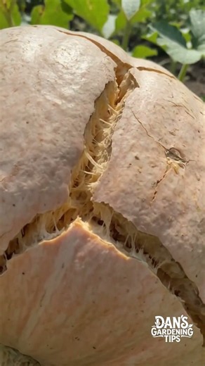 Why Your Pumpkins Crack (And How This Simple Trick Saves Your Harvest!)