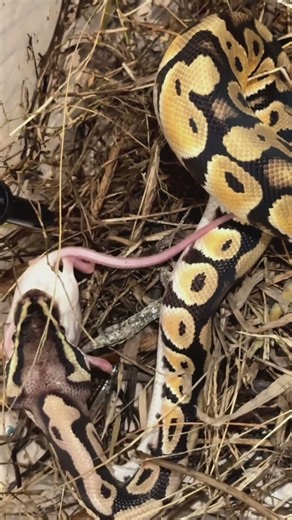 How to feed a ball python I.T.Creations