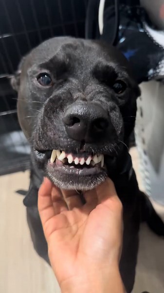 Understanding Pit Bull Behavior and My Experience