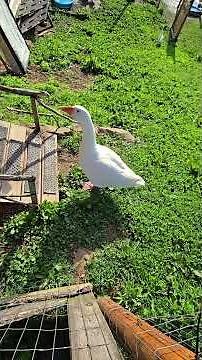 What's She Doing In THERE!? #WhittAcres #enjoynaturetoday #homesteadinglife