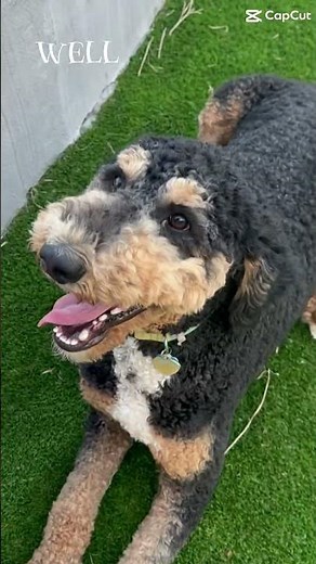 Oliver - F1b Standard Bernedoodle