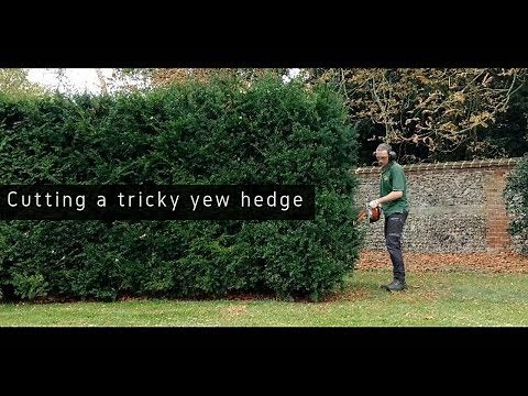 Tips & Tricks For Perfect Cutting A Curving Yew Hedge