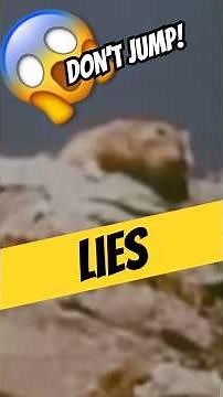 Do Lemmings Really Jump Off Cliffs?