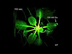 Neurotransmitters trigger defense responses in plants