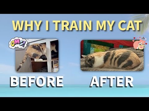 Why I Train My Cat with Positive Reinforcement 🐾 From Naughty to Nice 💕